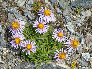 Aster alpinus (Asteraceae)  - Aster des Alpes Turin [Italie] 02/07/2022 - 1970m