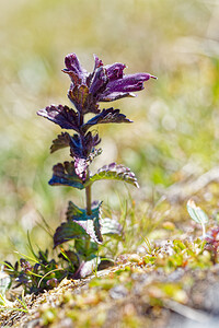 Bartsia alpina (Orobanchaceae)  - Bartsie des Alpes - Alpine Bartsia Savoie [France] 08/07/2022 - 2750m