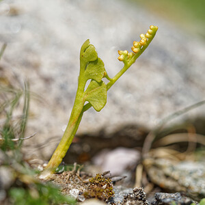 Botrychium lunaria (Ophioglossaceae)  - Botryche lunaire, Botrychium lunaire - Moonwort Turin [Italie] 02/07/2022 - 1970m