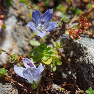 Campanula cenisia (Campanulaceae)  - Campanule du mont Cenis Savoie [France] 08/07/2022 - 2750m