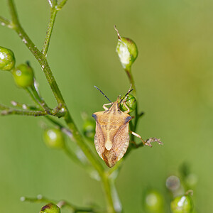 Carpocoris fuscispinus (Pentatomidae)  Savoie [France] 06/07/2022 - 980m