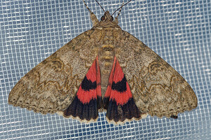 Catocala nupta (Erebidae)  - Mariée - Red Underwing Savoie [France] 12/07/2022 - 980m