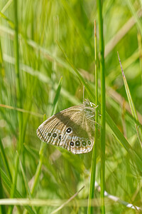 Coenonympha oedippus (Nymphalidae)  - Fadet des Laîches, Oedipe Savoie [France] 05/07/2022 - 230m