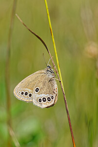 Coenonympha oedippus (Nymphalidae)  - Fadet des Laîches, Oedipe Savoie [France] 05/07/2022 - 230m