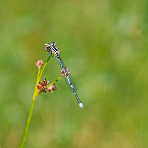 Erythromma lindenii (Coenagrionidae)  - Agrion de Vander Linden, Naïade de Vander Linden Savoie [France] 05/07/2022 - 230m