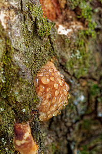 Fomitopsis pinicola (Fomitopsidaceae)  - Polypore marginé Isere [France] 10/07/2022 - 1500m