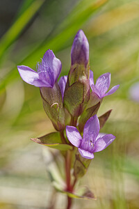 Gentianella campestris (Gentianaceae)  - Gentianelle des champs, Gentiane champêtre - Field Gentian Savoie [France] 02/07/2022 - 1960m