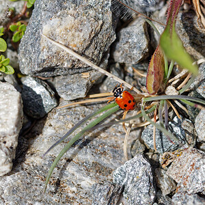 Hippodamia variegata (Coccinellidae)  - Coccinelle des friches - Adonis' Ladybird Savoie [France] 02/07/2022 - 1970m