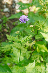 Knautia dipsacifolia (Caprifoliaceae)  - Knautie à feuilles de cardère, Grande knautie, Knautie élevée Isere [France] 10/07/2022 - 1470m