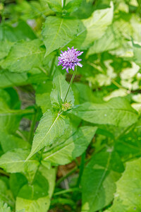 Knautia dipsacifolia (Caprifoliaceae)  - Knautie à feuilles de cardère, Grande knautie, Knautie élevée Isere [France] 10/07/2022 - 1470m