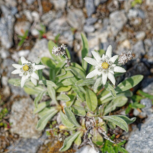 Leontopodium nivale (Asteraceae)  - Édelweiss des neiges - Edelweiss Savoie [France] 02/07/2022 - 1960m