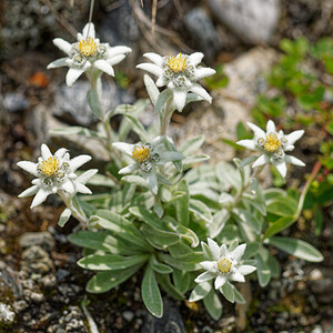Leontopodium nivale (Asteraceae)  - Édelweiss des neiges - Edelweiss Savoie [France] 02/07/2022 - 1960m