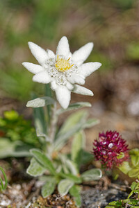 Leontopodium nivale (Asteraceae)  - Édelweiss des neiges - Edelweiss Savoie [France] 02/07/2022 - 1960m