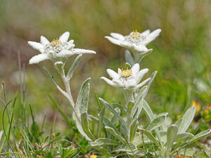 Leontopodium nivale (Asteraceae)  - Édelweiss des neiges - Edelweiss Savoie [France] 02/07/2022 - 1960m