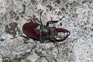 Lucanus cervus (Lucanidae)  - Cerf-volant (mâle), Biche (femelle), Lucane, Lucane cerf-volant - Stag Beetle Savoie [France] 07/07/2022 - 410m