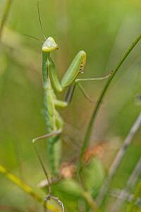 Mantis religiosa (Mantidae)  - Mante religieuse - Praying Mantis Savoie [France] 05/07/2022 - 230m