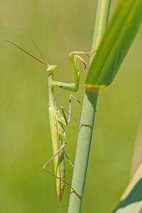 Mantis religiosa (Mantidae)  - Mante religieuse - Praying Mantis Savoie [France] 05/07/2022 - 230m