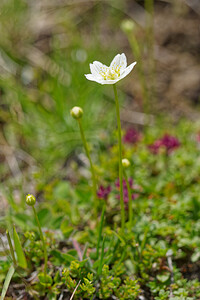 Parnassia palustris (Celastraceae)  - Parnassie des marais, Hépatique blanche - Grass-of-Parnassus Savoie [France] 02/07/2022 - 1960m