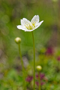 Parnassia palustris (Celastraceae)  - Parnassie des marais, Hépatique blanche - Grass-of-Parnassus Savoie [France] 02/07/2022 - 1960m