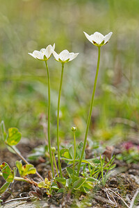 Parnassia palustris (Celastraceae)  - Parnassie des marais, Hépatique blanche - Grass-of-Parnassus Savoie [France] 02/07/2022 - 1960m