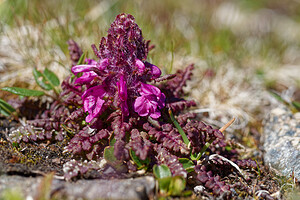 Pedicularis verticillata (Orobanchaceae)  - Pédiculaire verticillée Savoie [France] 08/07/2022 - 2750m