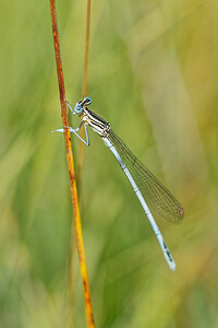 Platycnemis pennipes (Platycnemididae)  - Agrion à larges pattes, Pennipatte bleuâtre - White-legged Damselfly, Blue featherleg Savoie [France] 05/07/2022 - 230m