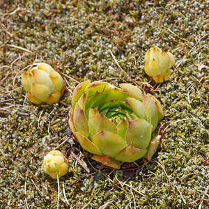 Sempervivum tectorum (Crassulaceae)  - Joubarbe des toits, Grande joubarbe - House-leek Hautes-Alpes [France] 14/07/2022 - 1870m