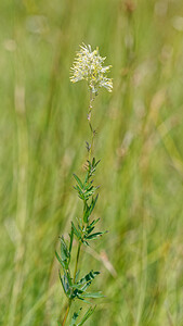Thalictrum flavum (Ranunculaceae)  - Pigamon jaune, Pigamon noircissant - Common Meadow-rue Savoie [France] 05/07/2022 - 230m
