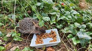 Erinaceus europaeus (Erinaceidae)  - Hérisson d'Europe - West European Hedgehog Nord [France] 23/08/2022 - 80m