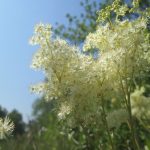 Filipendula ulmaria