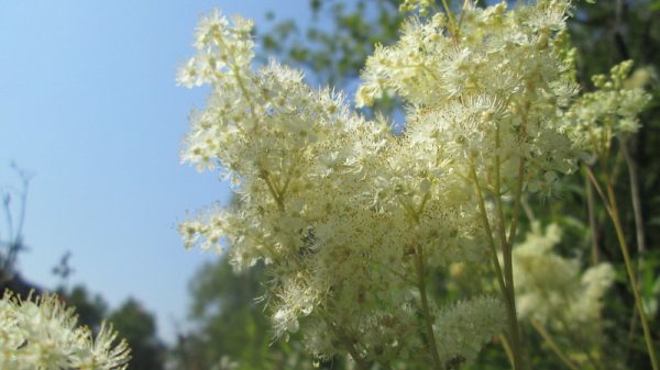 Filipendula ulmaria