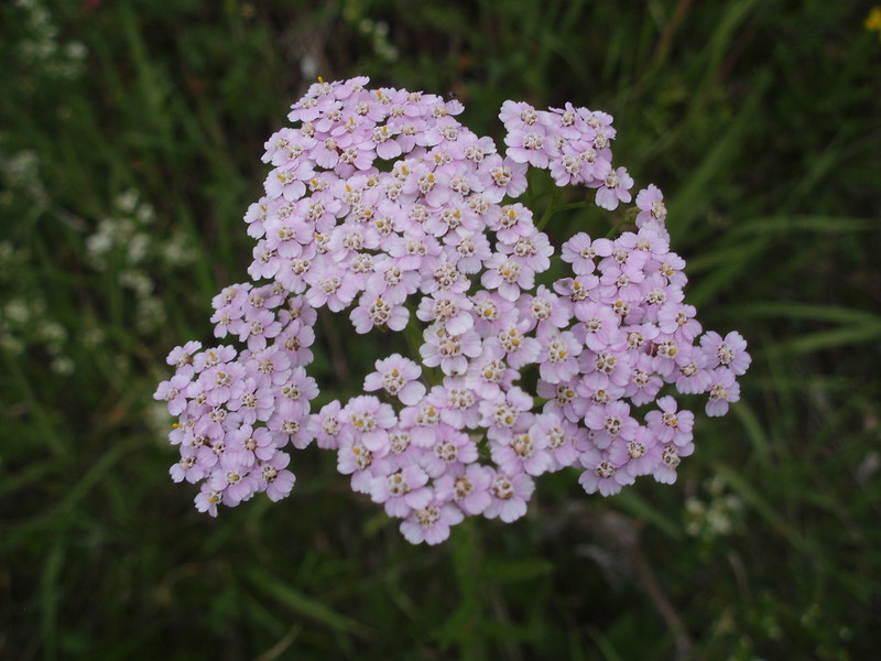 Achillée millefeuille