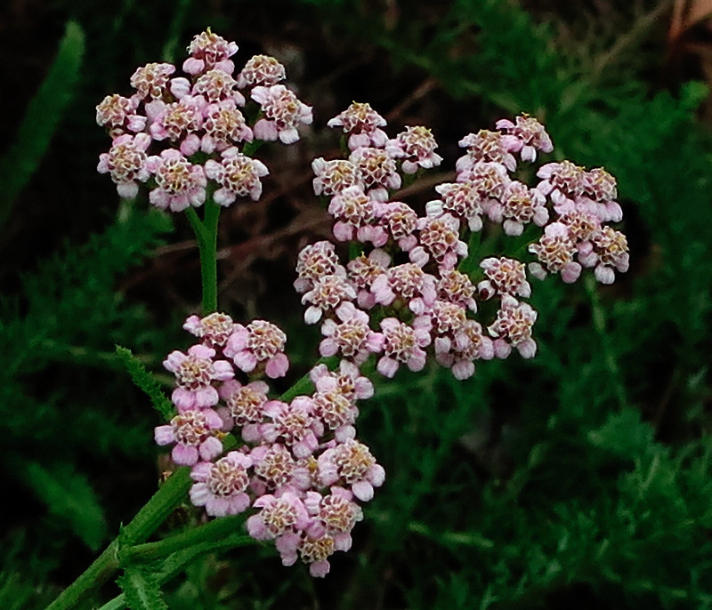 Achillée millefeuille