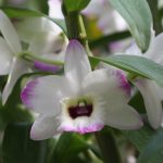 Dendrobium