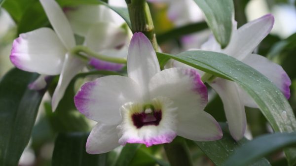 Dendrobium