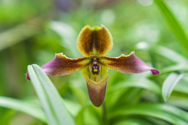 Fleur d'orchidée Paphiopediumi