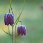 Fritillaria meleagris – Fritillaire pintade