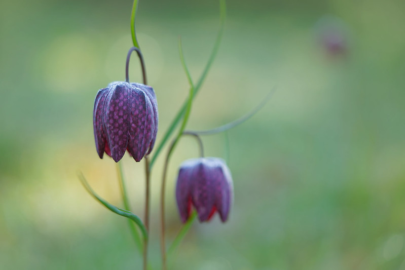 Fritillaria meleagris – Fritillaire pintade