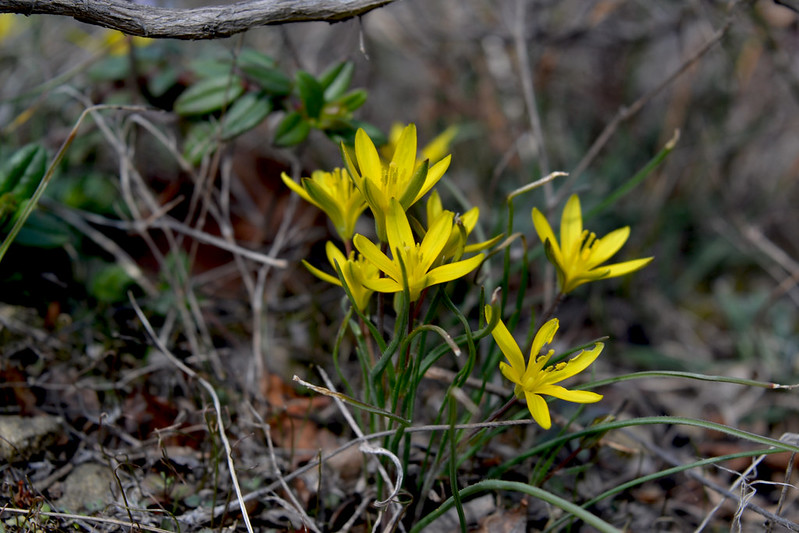 Gagea lutea