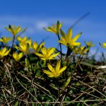 Gagea lutea