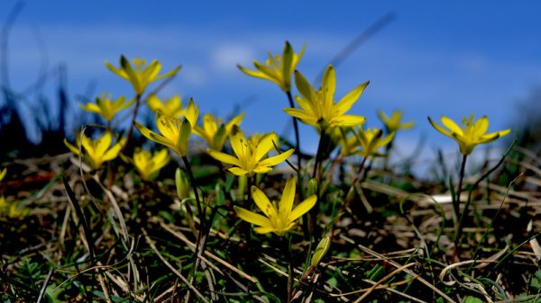 Gagea lutea