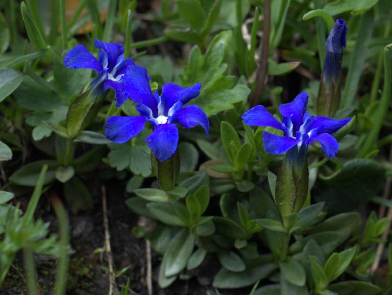 Gentianes bleues