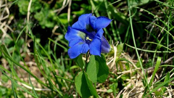 Les gentianes bleues : floraison d'altitude et reconnaissance