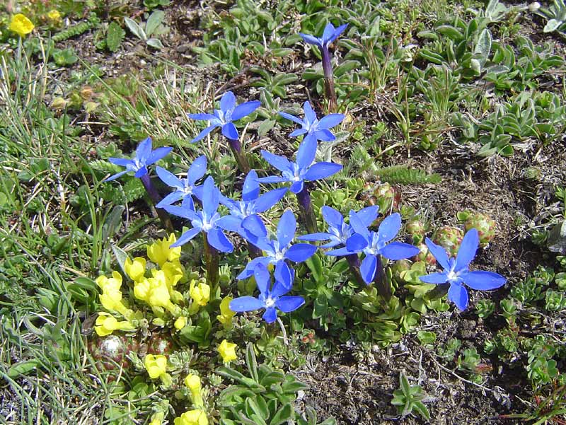 Les gentianes bleues