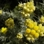 Helichrysum stoechas