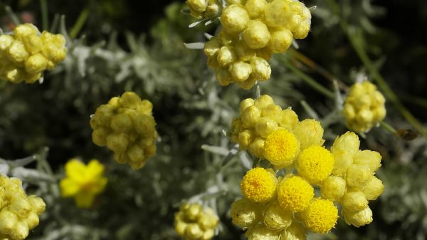 Helichrysum stoechas