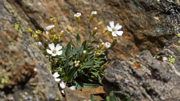 Les silènes des rochers