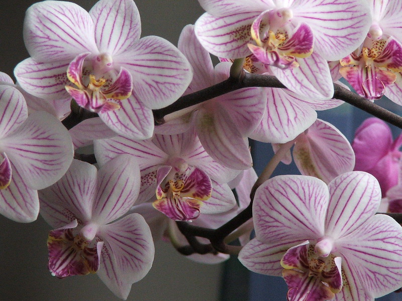 Phalaenopsis