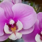 Phalaenopsis