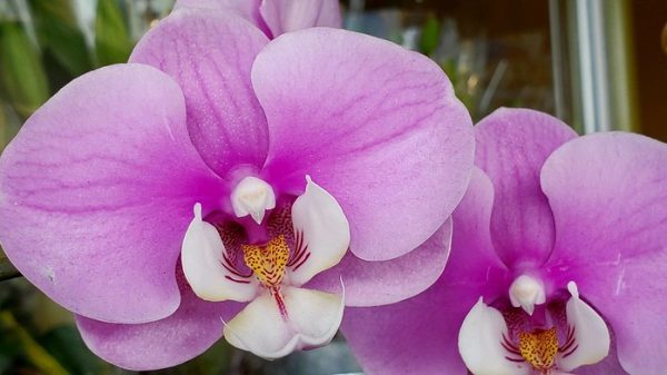 Phalaenopsis